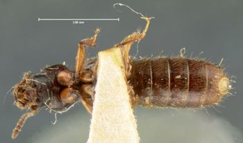 Media type: image;   Entomology 6529 Aspect: habitus ventral view